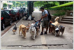 Dog walker with 11 dogs.  Calle Austria, Recoleta district.