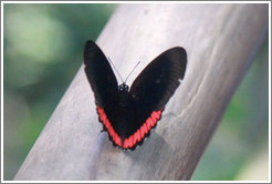 Black and red butterfly, on the path of Garganta del Diablo.