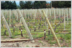 Grafted vines, Andeluna Cellars, Valle de Uco.
