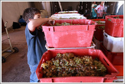 Boy examining grapes. Bodega Tierra Colorada.