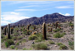 Cacti and mountains. Ruta Nacional 51.