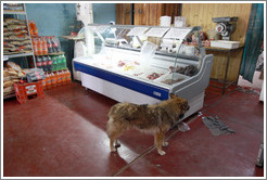 Dog searching for food inside a grocery store.