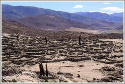 The Pre-Inca ruins of Tastil.