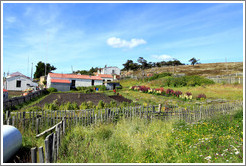 Estancia Harberton (Harberton Ranch), originally owned in the 19th century by Reverend Thomas Bridges, patriarch of Tierra del Fuego.