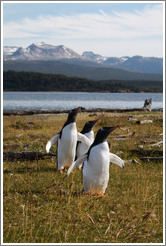 Three Gentoo Penguins.