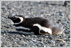 Magellanic Penguin lying down.
