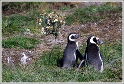 Two Magellanic Penguins by a flower bush.
