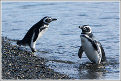 Two Magellanic Penguins at the water's edge.