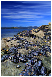 Purple sea shells and the Bah?Ensenada.  