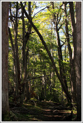 Trees, Pampa Alta trail.