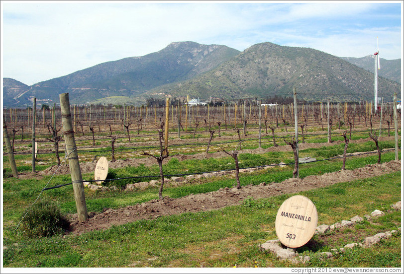 Row of vines labeled "Manzanilla" (I believe the label refers to the compost used as fertilizer).  Emiliana Vineyards.
