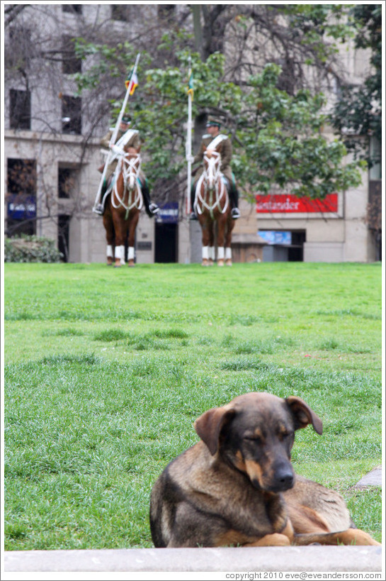 Homeless dog, with two La Moneda guards riding horses behind.  Constitution Plaza.