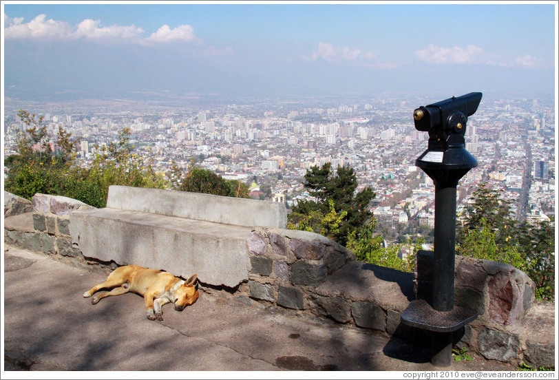 Homeless dog, sleeping at a viewpoint at  the top of Cerro San Crist?.
