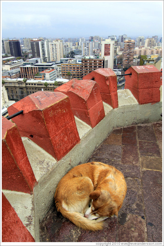 Homeless dog, sleeping in the observation tower on the top of Cerro Santa Luc?