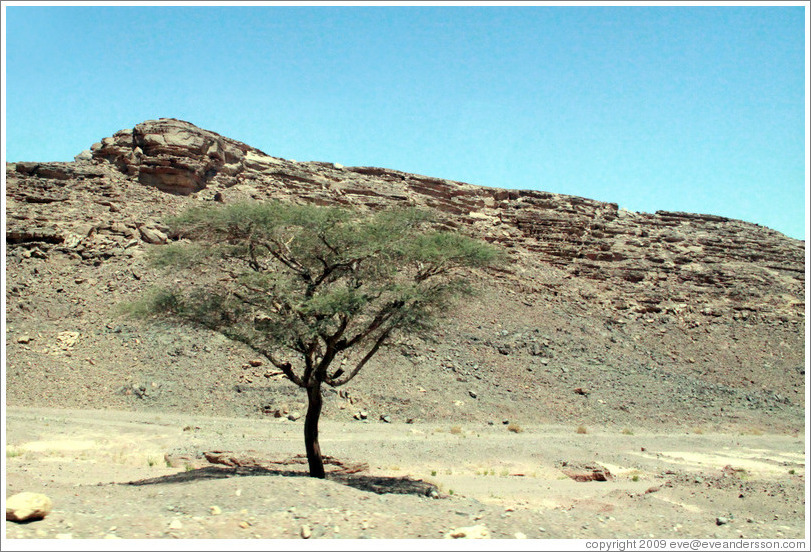 Tree in the Sinai Desert.