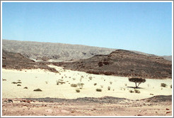 Sinai Desert (beige, pink, and grey, with a tree).