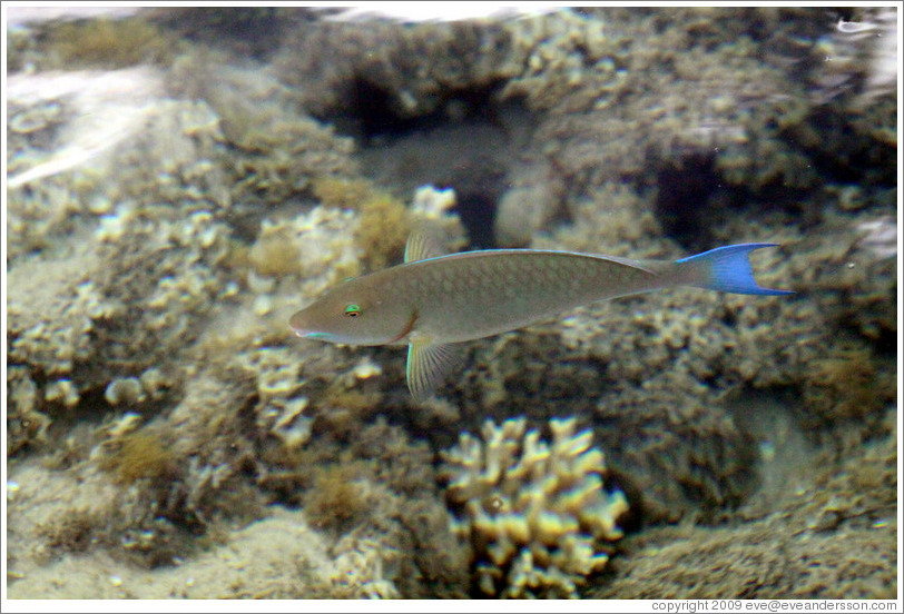 Fish with blue tail and green eyelids in the corals just offshore.