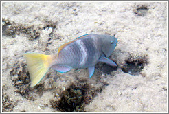 Fish with a yellow tail and blue fins in the corals just offshore.