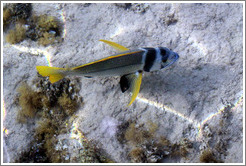 Fish with a yellow tail in the corals just offshore.