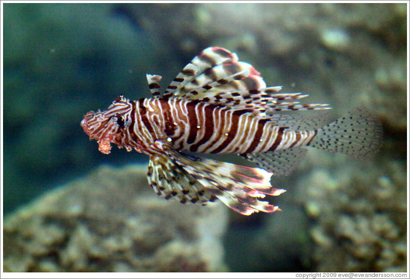 Lion fish in the corals just offshore.