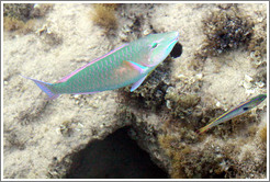 Two fish (one is green, blue, pink, and orange; the other is silver, green, pink, and yellow) in the corals just offshore.