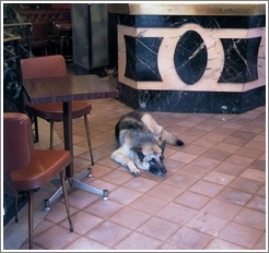Cafe with two dogs inside, Montparnasse.