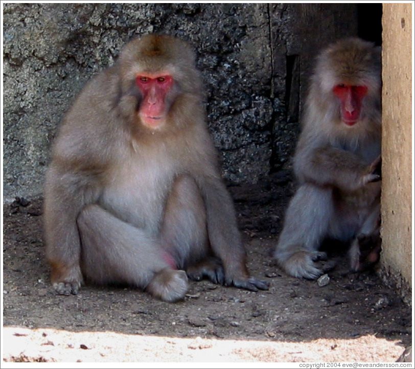 Snow monkeys in captivity.