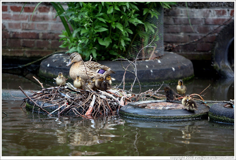 Duck with ducklings in nest built on tire.  Egelantiersgracht canal, Jordaan district.