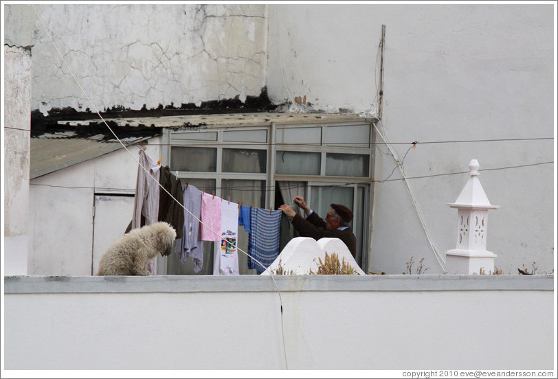 Man hanging clothes, with a dog, on his balcony.