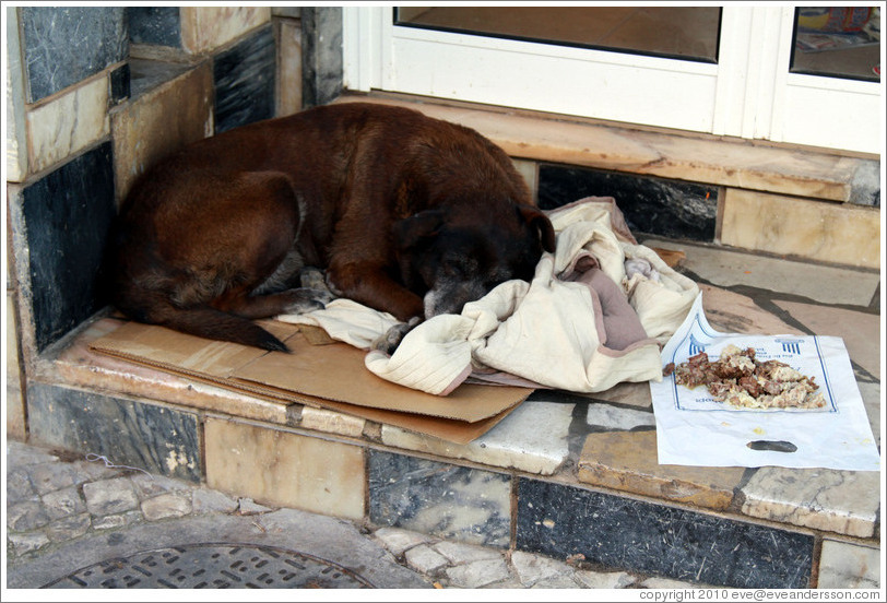 Homeless dog with cardboard box, blankets, and food, Rua 25 de Abril.