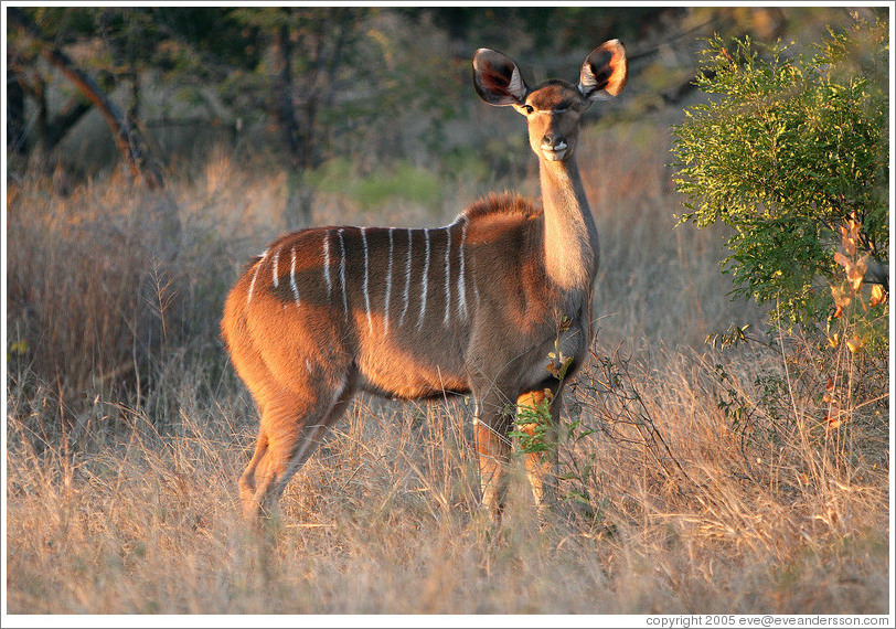 Kudu in the morning light.    (Species: Greater kudu, Tragelaphus stresiceros)
