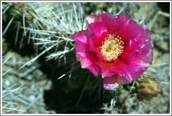 Magenta flowering cactus.