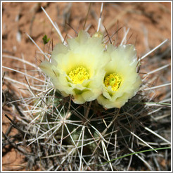 Yellow flowering cactus.