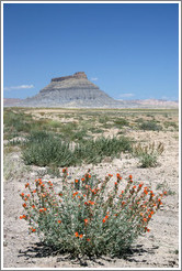 Factory Butte with orange flowers.