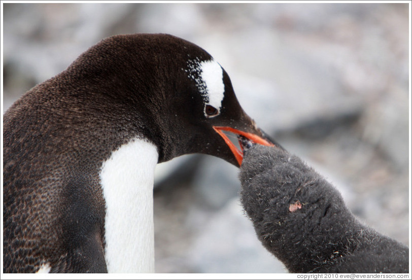 Gentoo Penguin feeding baby.
