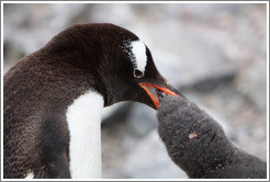 Gentoo Penguin feeding baby.