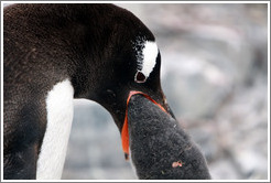 Gentoo Penguin feeding baby.