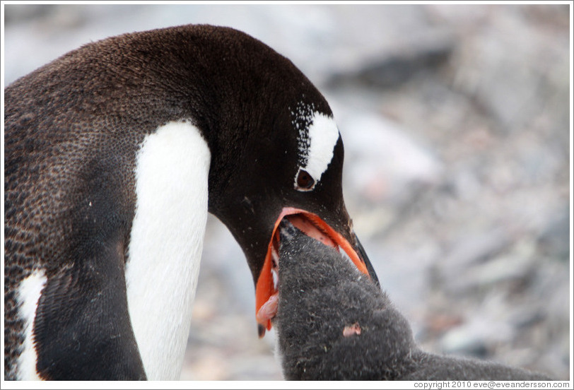 Gentoo Penguin feeding baby.  Some of the regurgitated krill that the baby is eating can be seen.