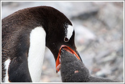 Gentoo Penguin feeding baby.  Some of the regurgitated krill that the baby is eating can be seen.