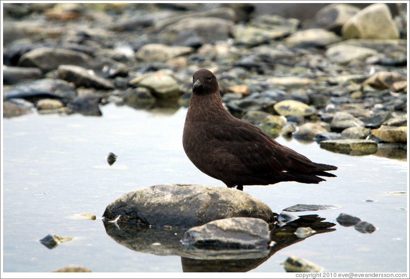 Brown skua.