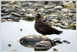 Brown skua.