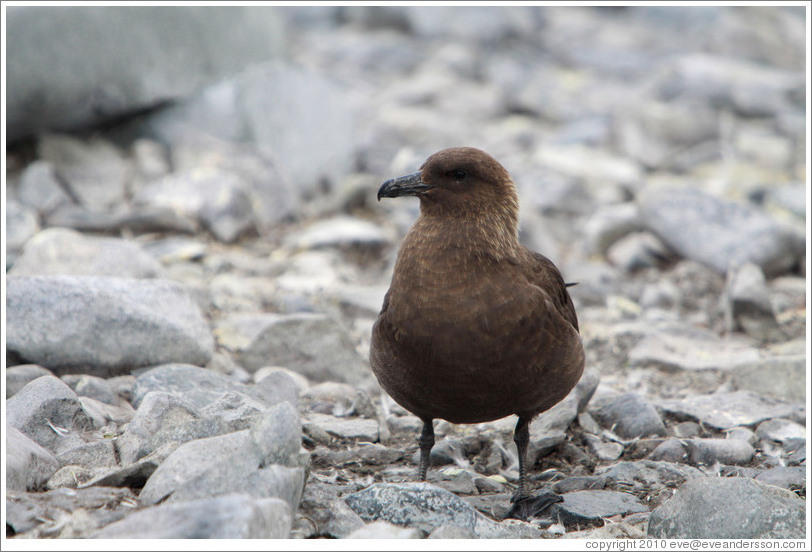 Brown skua.