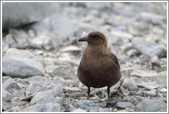 Brown skua.