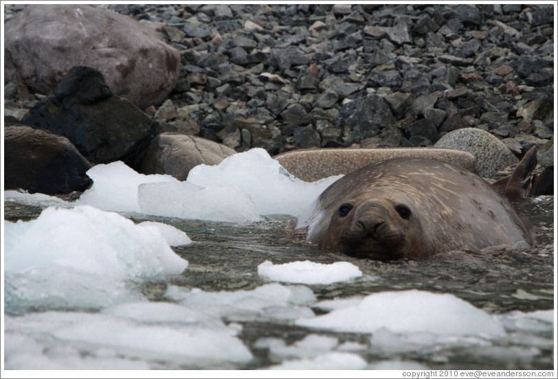 Elephant seal resting in the water.