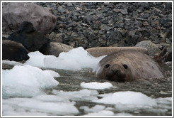 Elephant seal resting in the water.