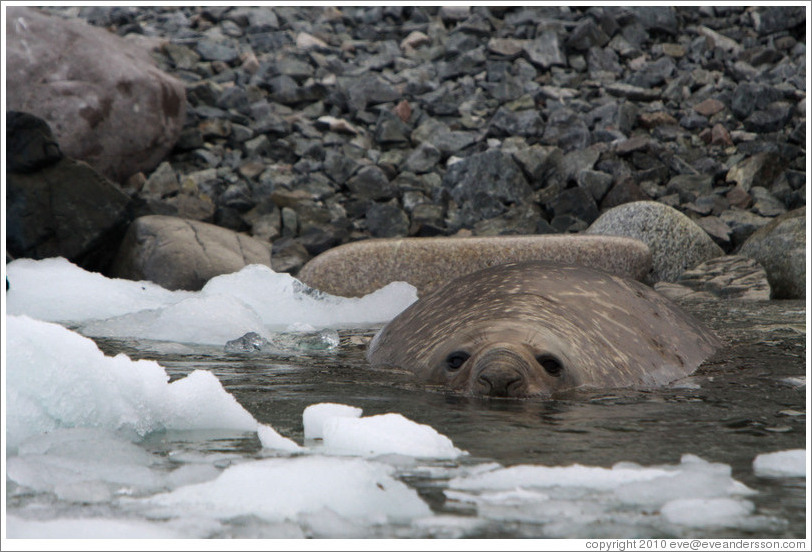 Elephant seal resting in the water.