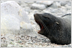 Fur seal yawning.