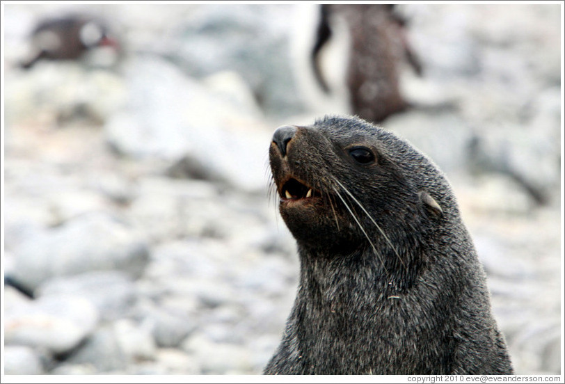 Fur seal yawning.