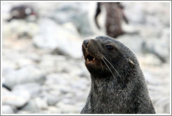 Fur seal yawning.