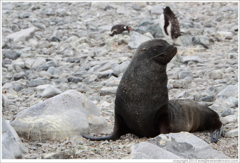 Fur seal yawning.